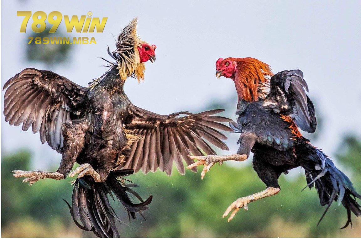 Khám phá những dòng gà chọi hay nhất Việt Nam tại 789WIN