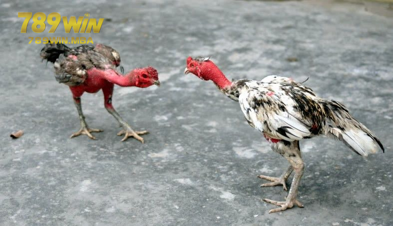 Cách mua những dòng gà chọi hay nhất Việt Nam trong năm 2024?